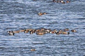 Northern Shoveler Kejonuma Swamp Sat, 11/25/2023