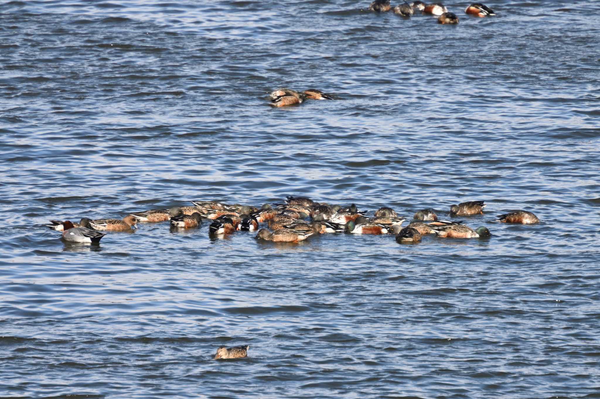 Northern Shoveler