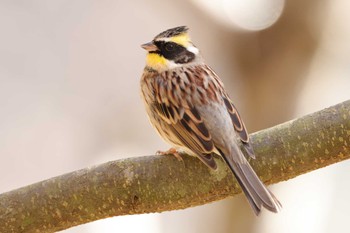 Yellow-throated Bunting 兵庫県立ゆめさきの森公園 Sun, 2/4/2024