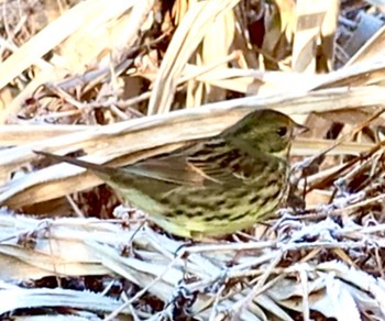 2024年2月3日(土) 宝筐山の野鳥観察記録