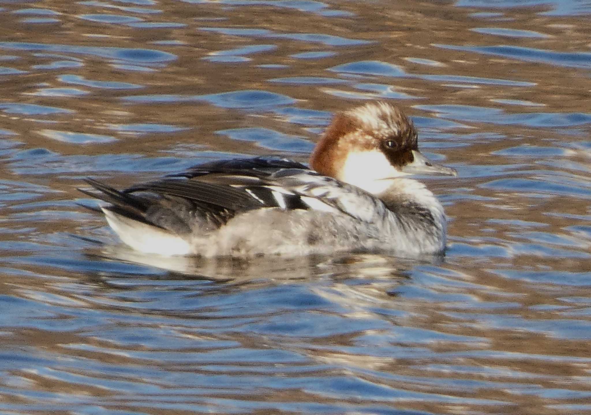 Photo of Smew at 浮島ヶ原自然公園 by koshi