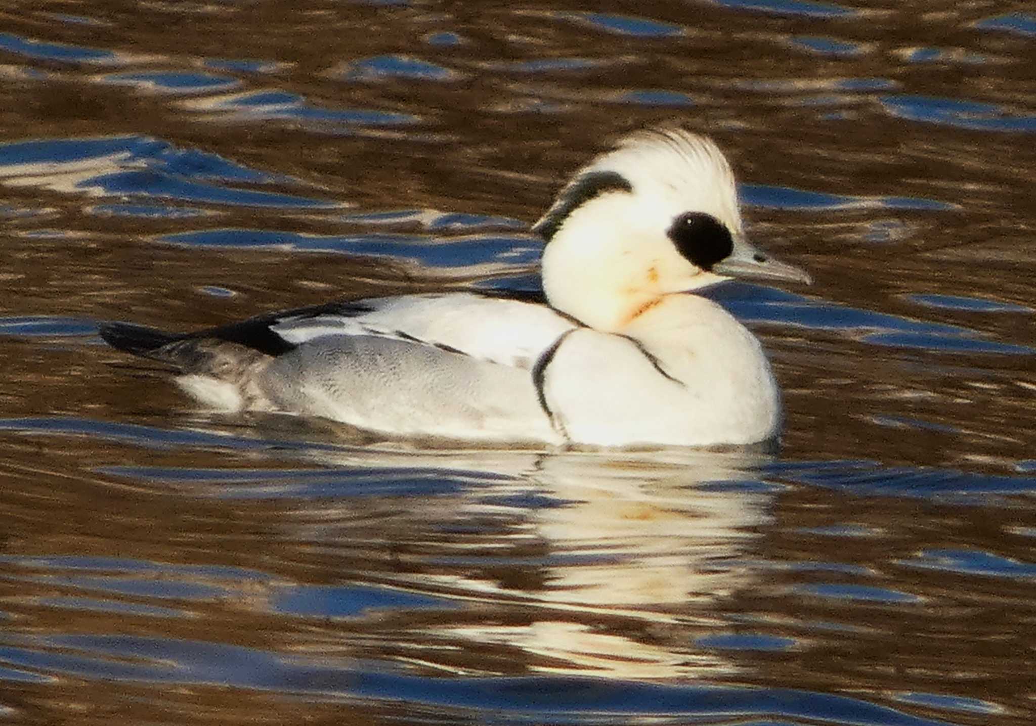 Photo of Smew at 浮島ヶ原自然公園 by koshi