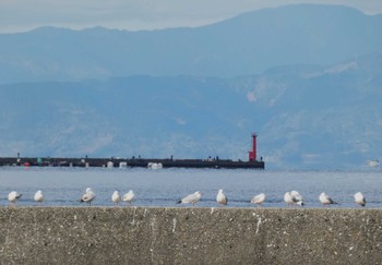 ユリカモメ 内浦湾 2024年1月27日(土)