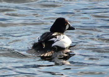 2024年1月28日(日) 山中湖の野鳥観察記録