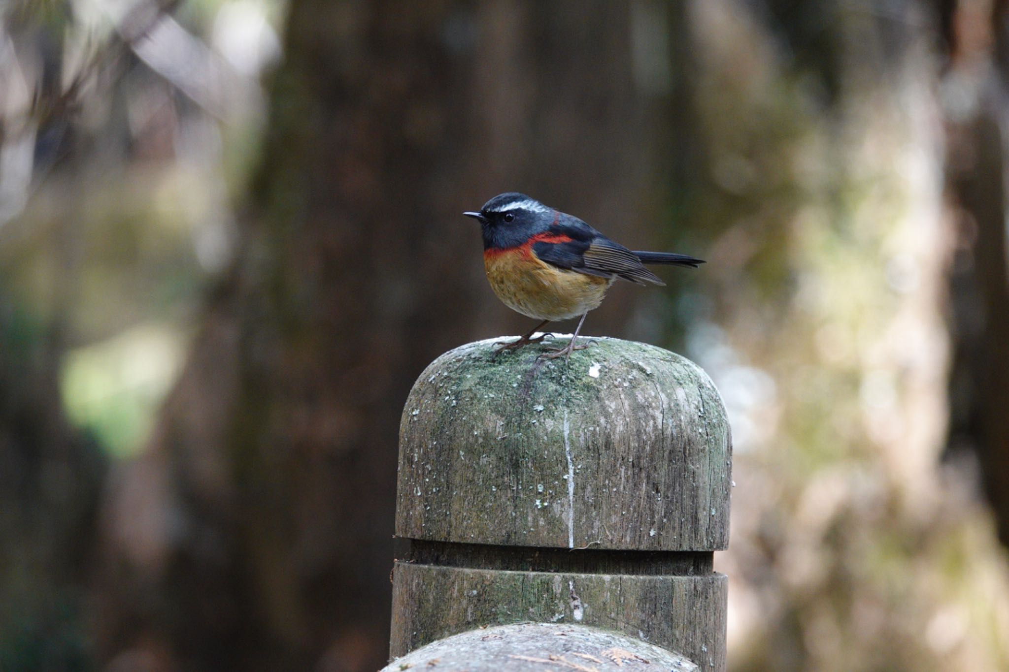 Collared Bush Robin