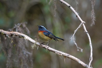 Collared Bush Robin 阿里山国家森林遊楽区 Mon, 1/22/2024