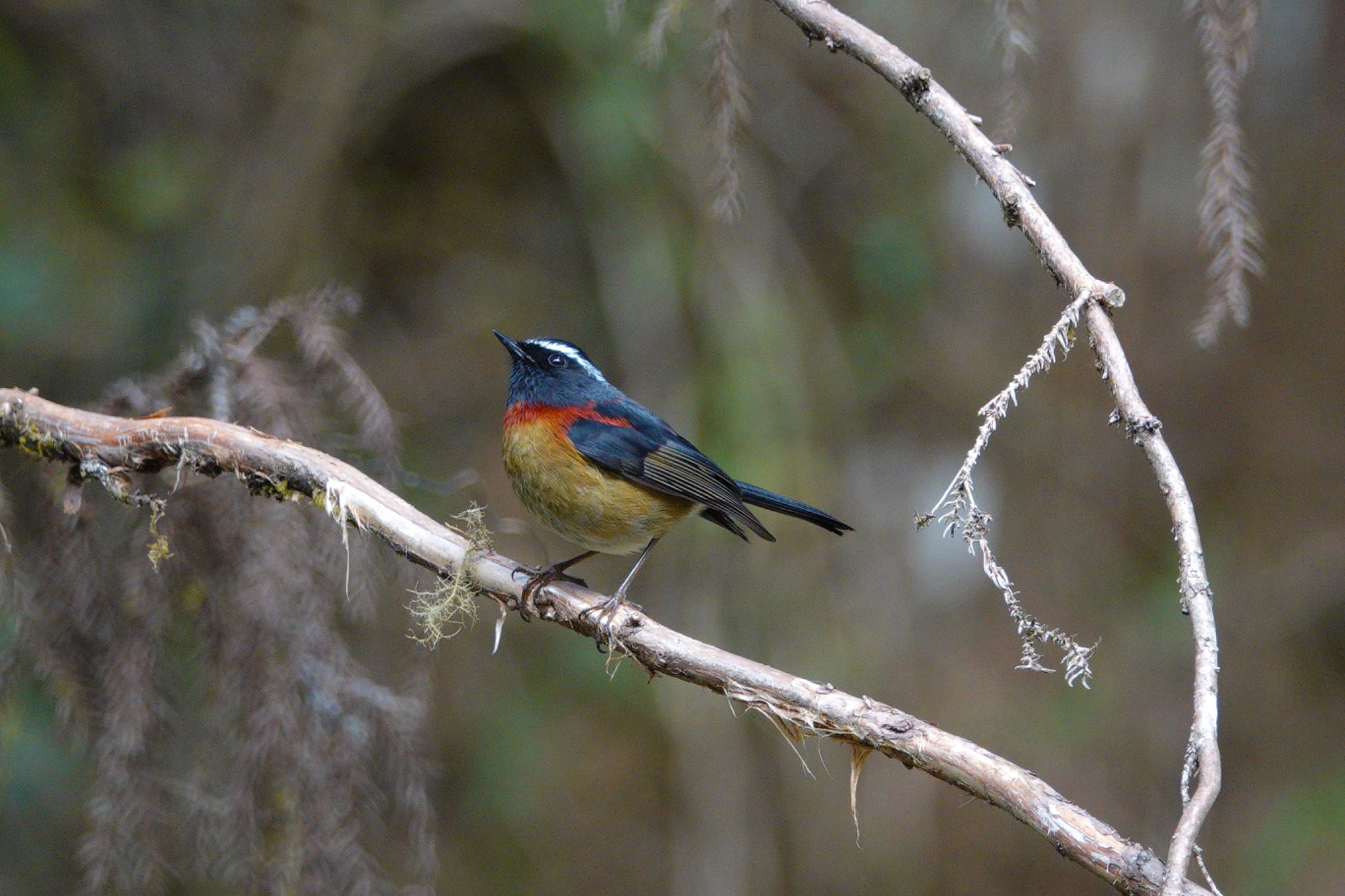 Collared Bush Robin