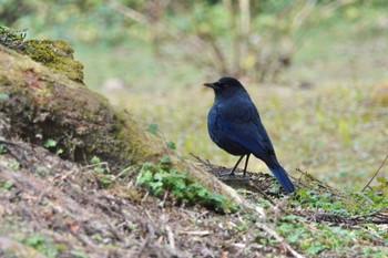 Taiwan Whistling Thrush 阿里山国家森林遊楽区 Mon, 1/22/2024