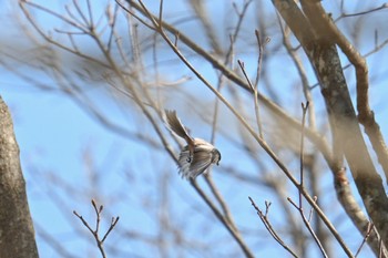 エナガ 蔵王野鳥の森自然観察センター 2024年2月4日(日)