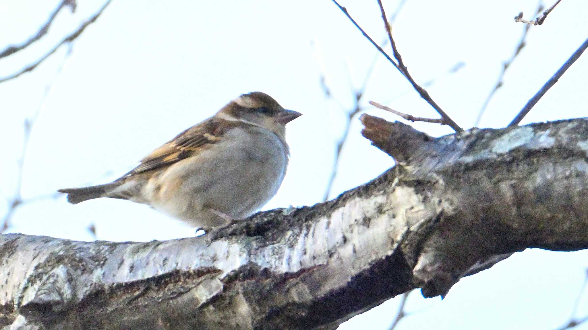 Russet Sparrow