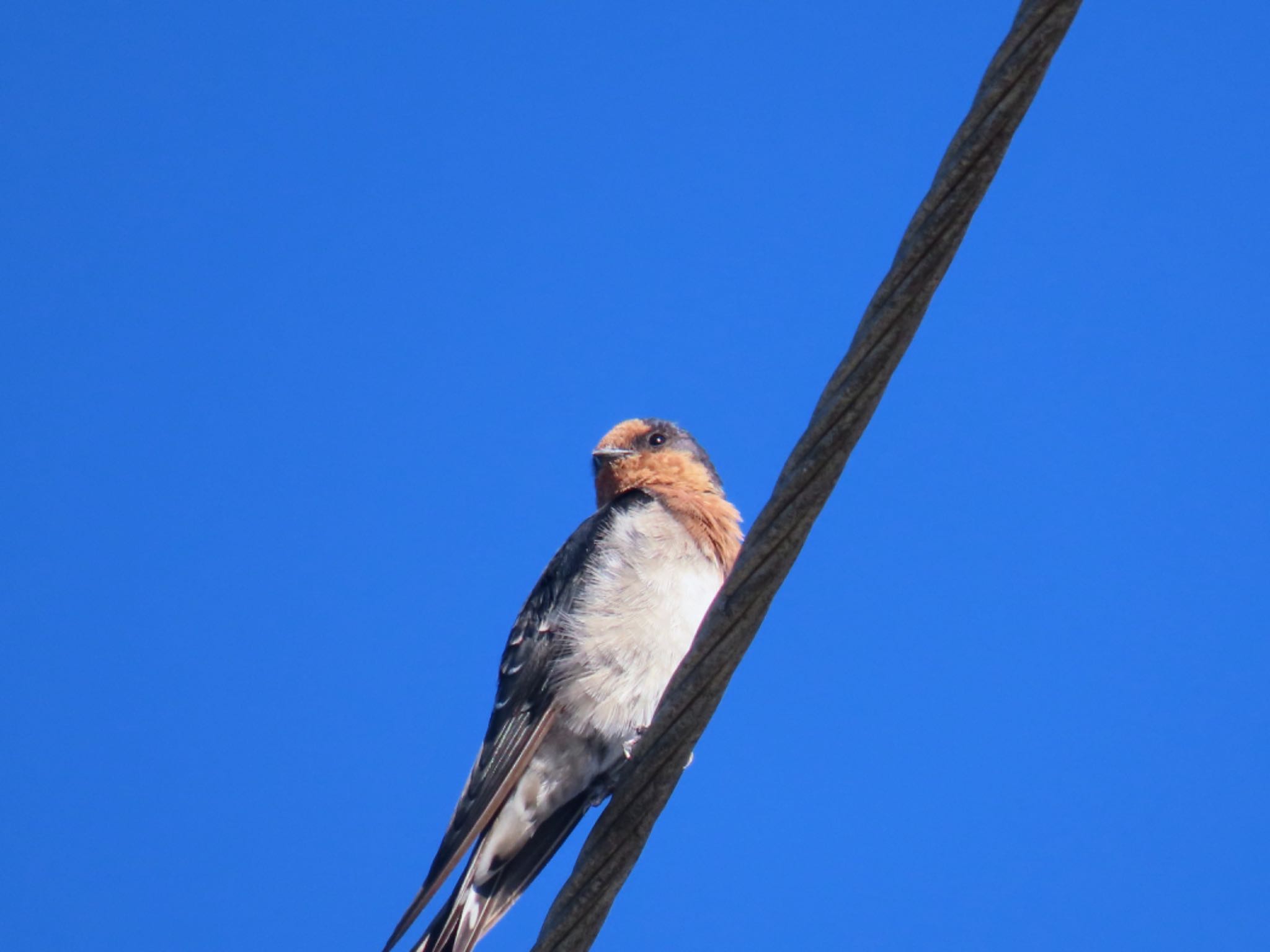 Photo of Welcome Swallow at Emu Heights, NSW, Australia by Maki