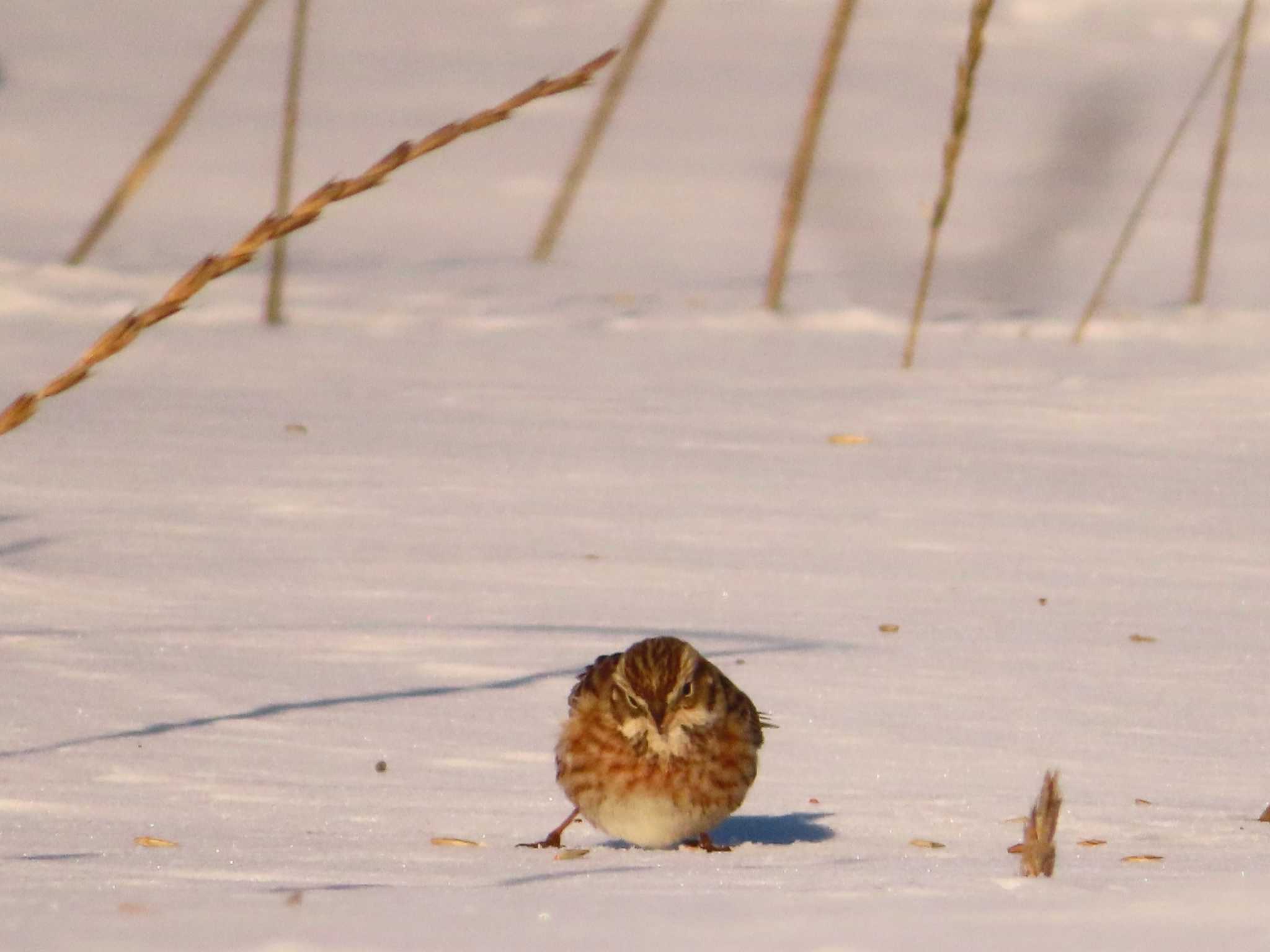 Pine Bunting