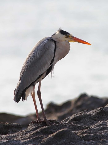 Grey Heron 城ヶ島 Sat, 2/3/2024