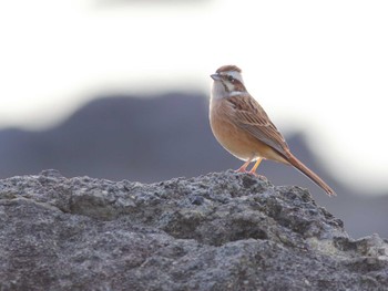 Meadow Bunting 城ヶ島 Sat, 2/3/2024