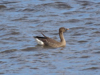 Tundra Bean Goose Izunuma Sat, 2/3/2024