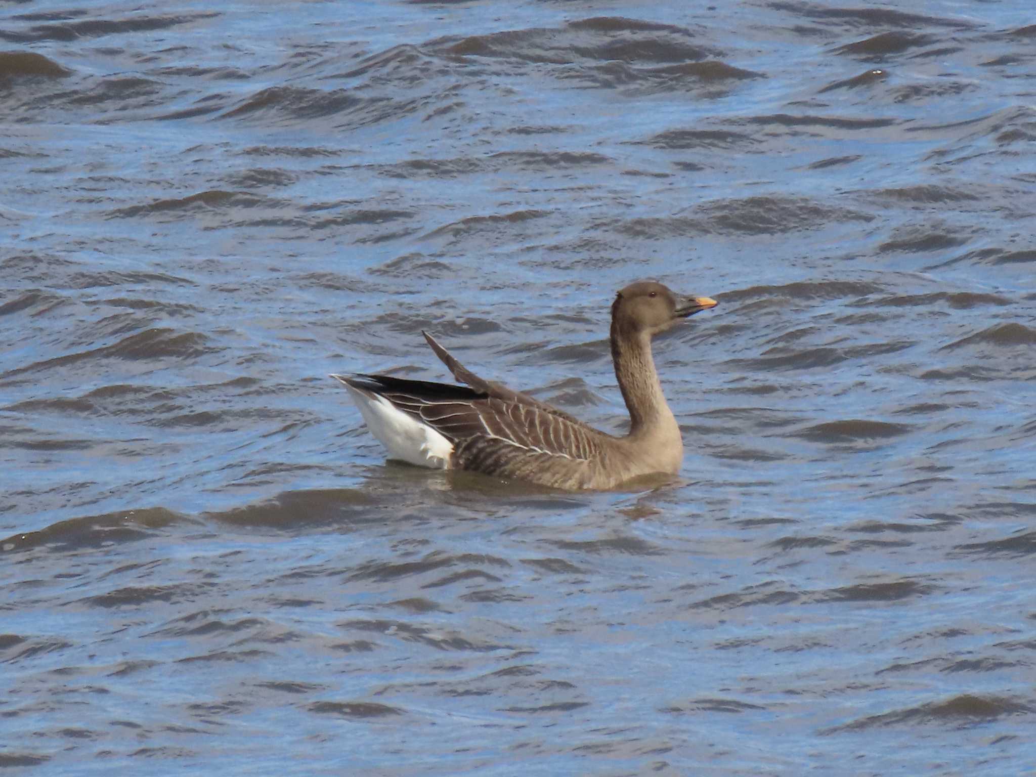 Tundra Bean Goose