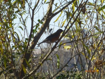 2023年12月29日(金) ふれあい松戸川の野鳥観察記録