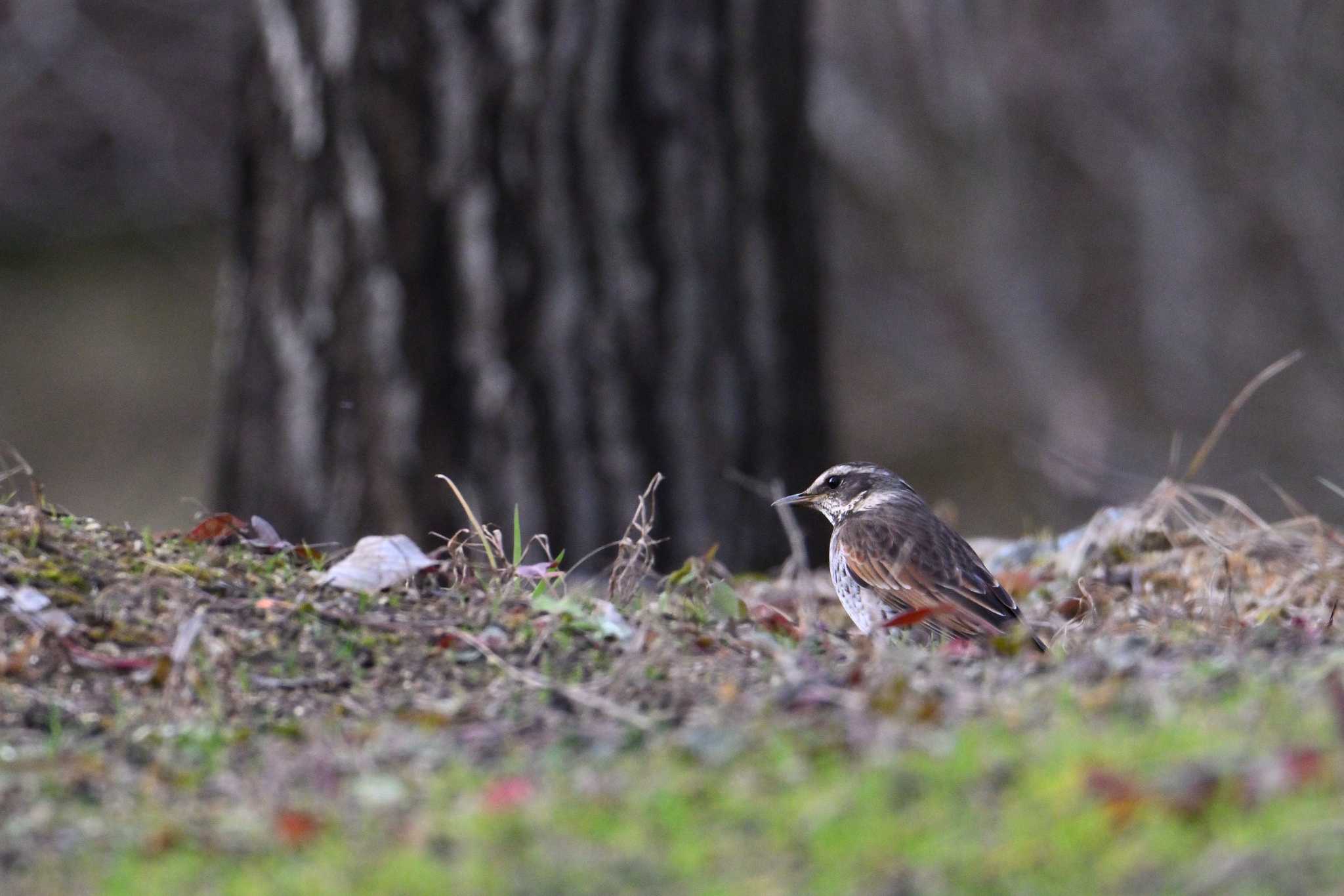 Dusky Thrush