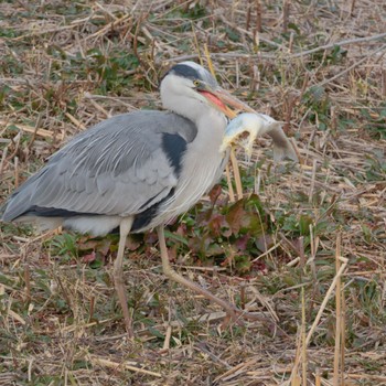 2024年1月28日(日) 葛西臨海公園の野鳥観察記録