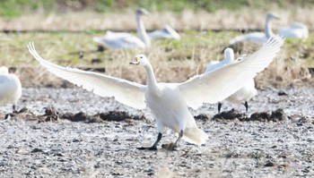 Tundra Swan 滋賀県湖北 Sun, 2/4/2024