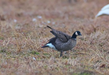 Cackling Goose 千葉県 Sun, 2/4/2024