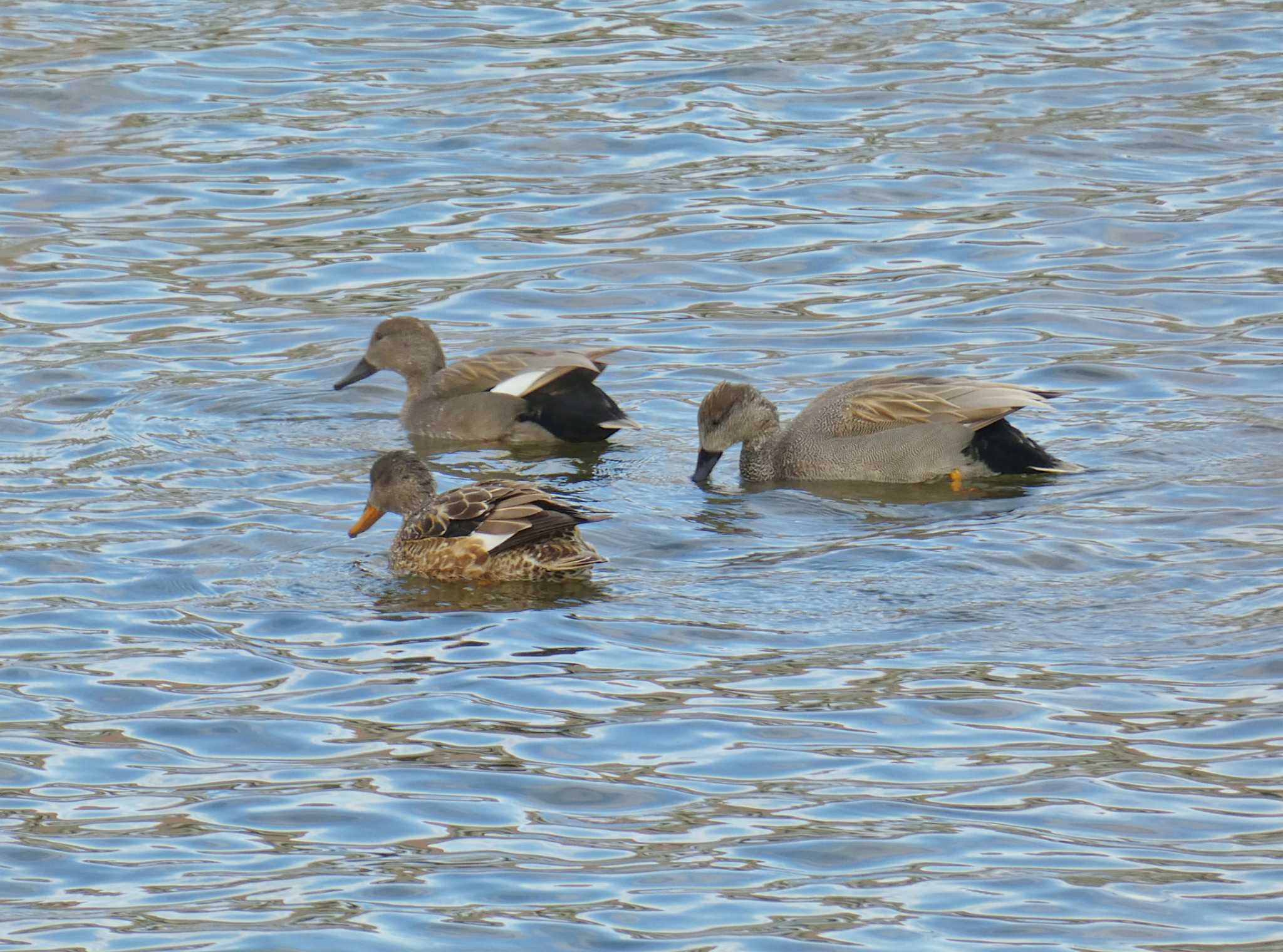 Gadwall