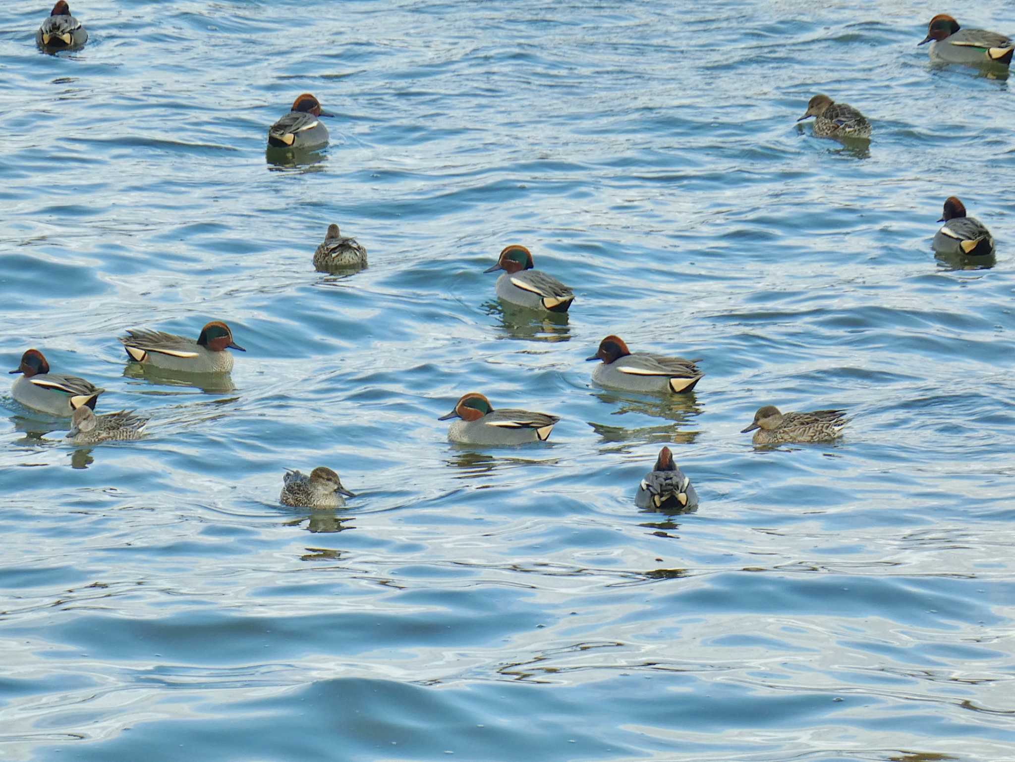 Photo of Eurasian Teal at 武庫川 by Toshihiro Yamaguchi