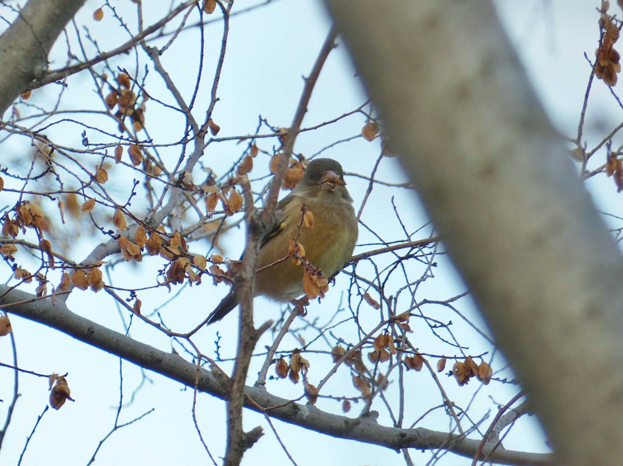 Photo of Grey-capped Greenfinch at 武庫川 by Toshihiro Yamaguchi