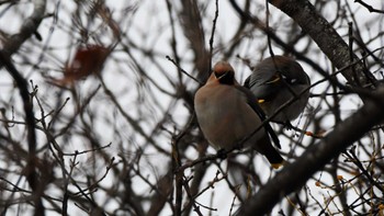 2024年2月4日(日) 長野県佐久市の野鳥観察記録