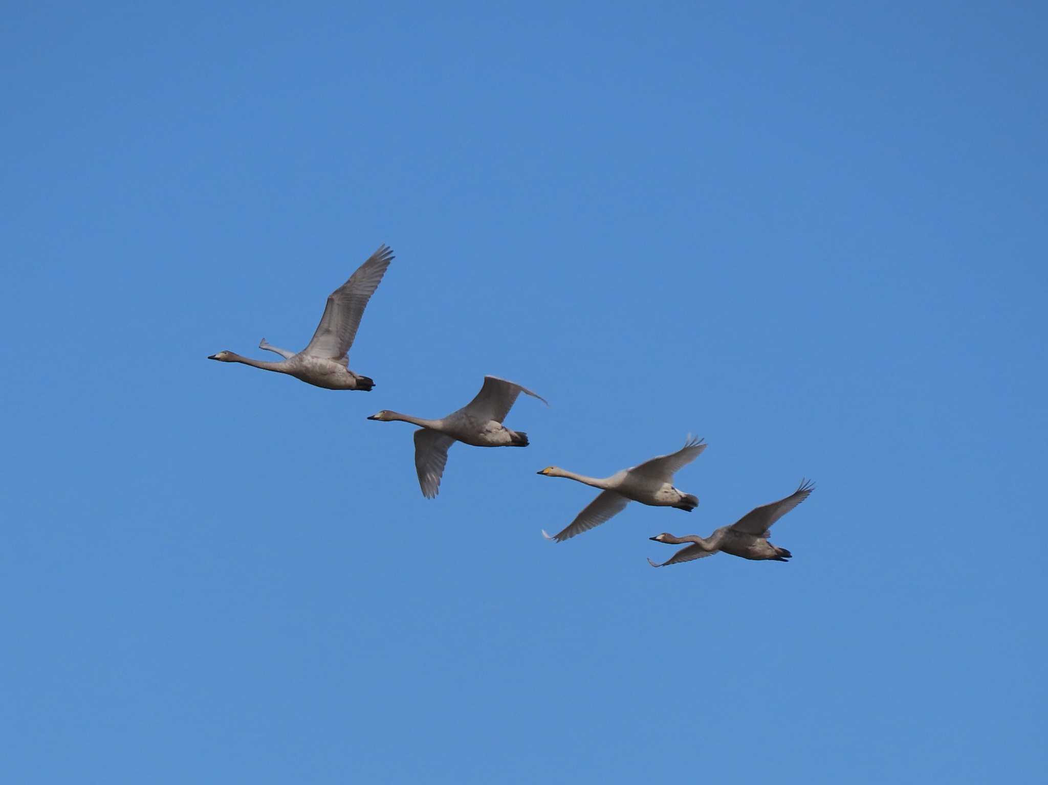 Whooper Swan