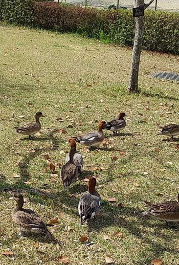 ヒドリガモ 平池緑地公園,和歌山県,日本 2023年4月2日(日)