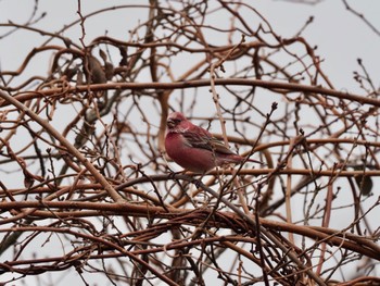 Pallas's Rosefinch 和泉葛城山 Sun, 1/28/2024