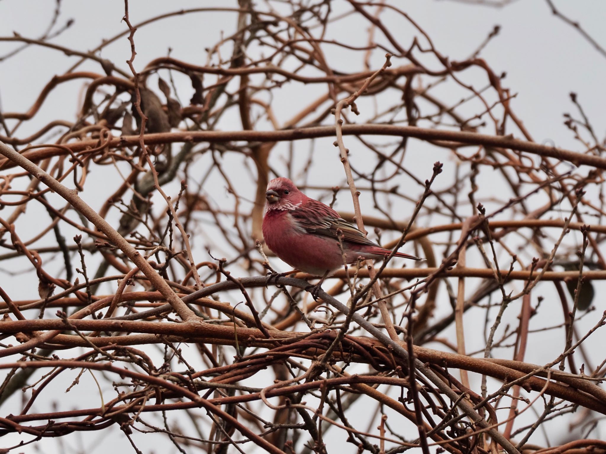 Photo of Pallas's Rosefinch at 和泉葛城山 by speedgame