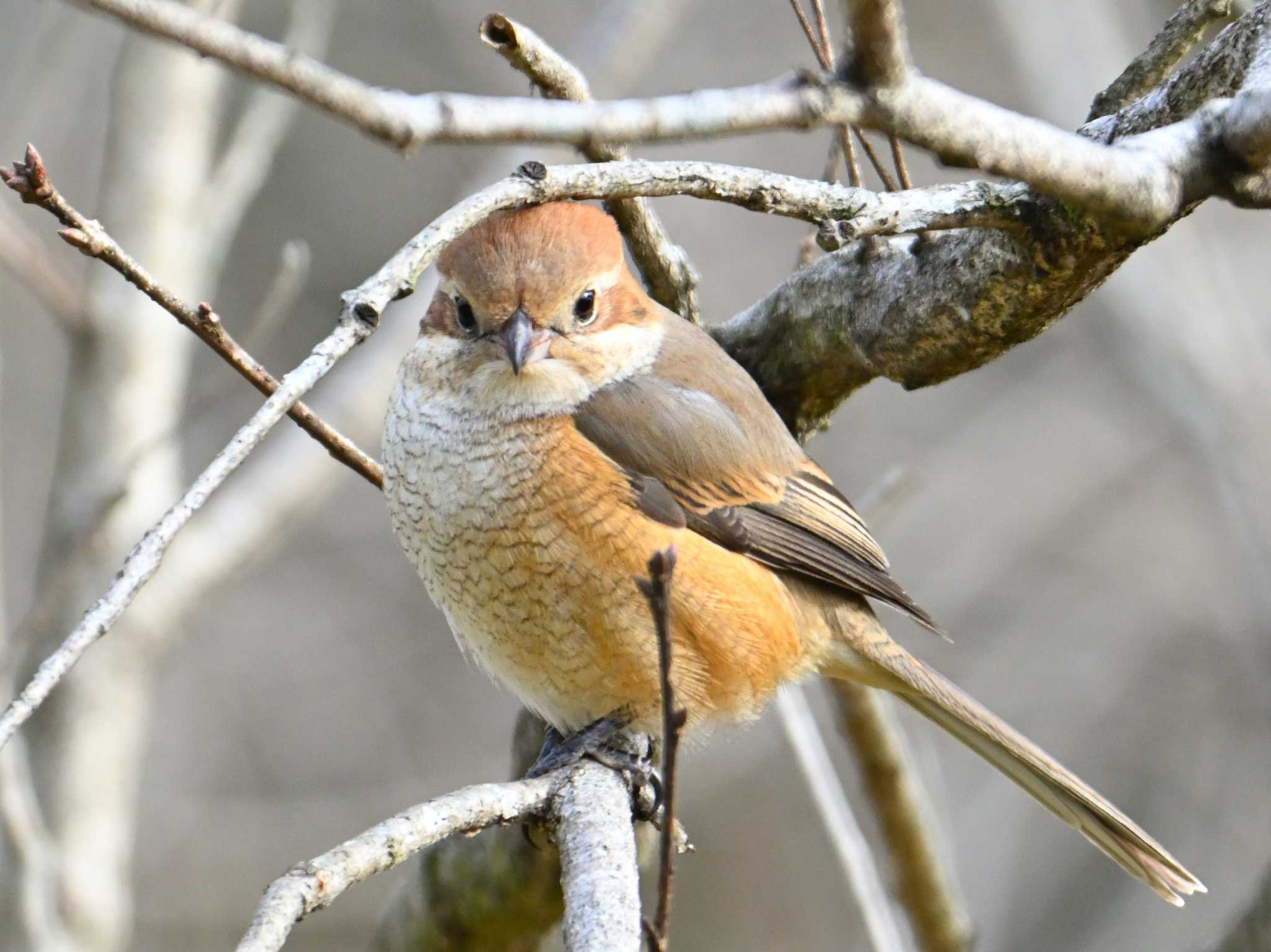 Bull-headed Shrike