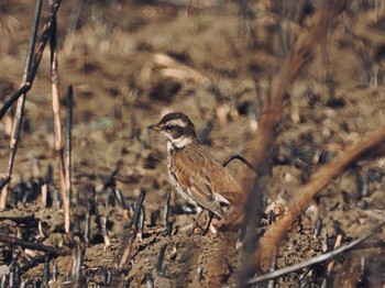 Common Reed Bunting 引地川親水公園 Sat, 2/3/2024