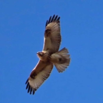 Eastern Buzzard 涸沼 Mon, 1/1/2024