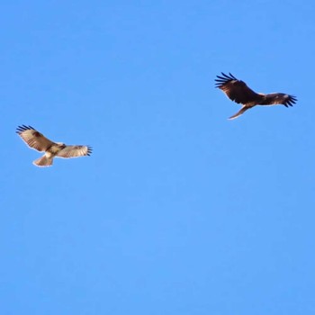 Eastern Buzzard 涸沼 Mon, 1/1/2024