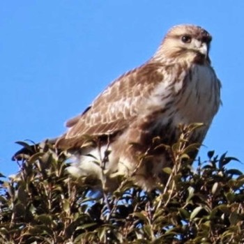 Eastern Buzzard 涸沼 Mon, 1/1/2024