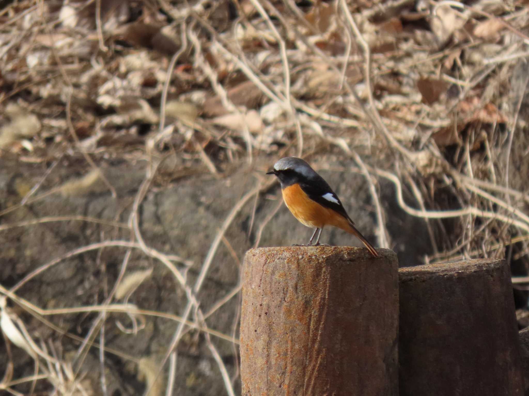 Daurian Redstart