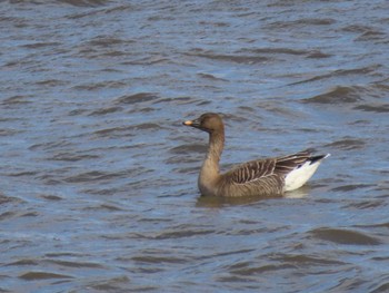 Tundra Bean Goose Izunuma Sat, 2/3/2024