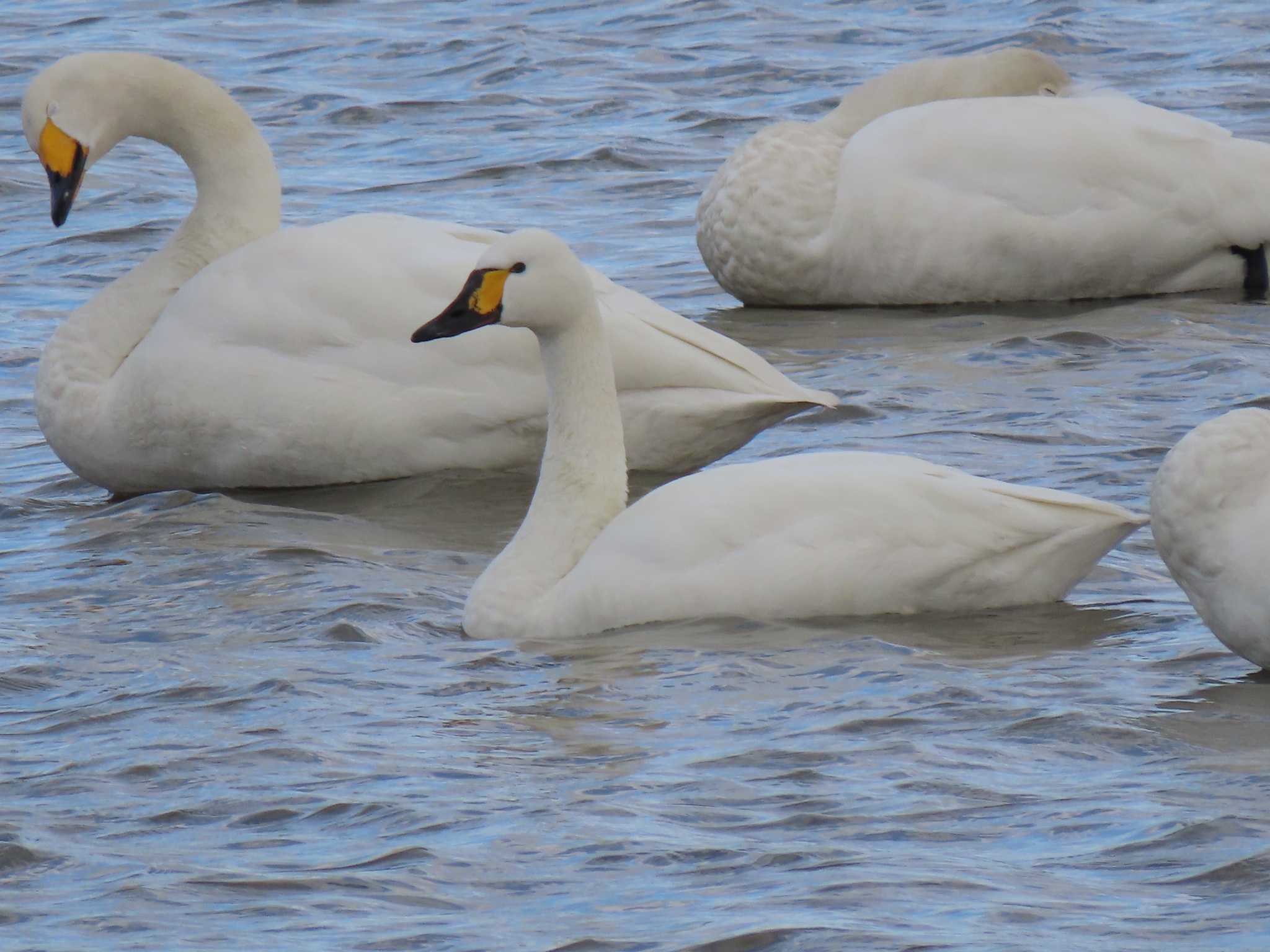 Tundra Swan