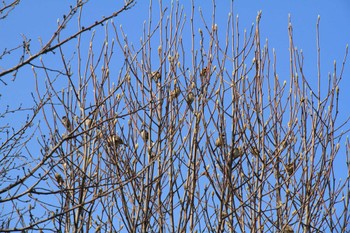 Eurasian Tree Sparrow 宇都宮市 Sun, 2/4/2024