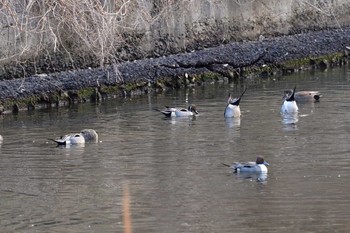 オナガガモ 長浜公園 2024年2月3日(土)