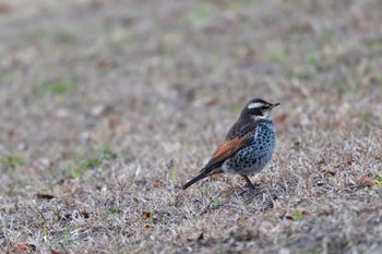 ツグミ 長浜公園 2024年2月3日(土)