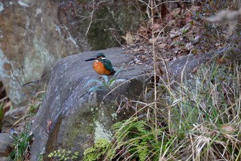 カワセミ 長浜公園 2024年2月3日(土)