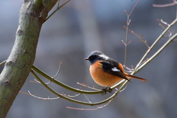 2024年2月3日(土) 長浜公園の野鳥観察記録