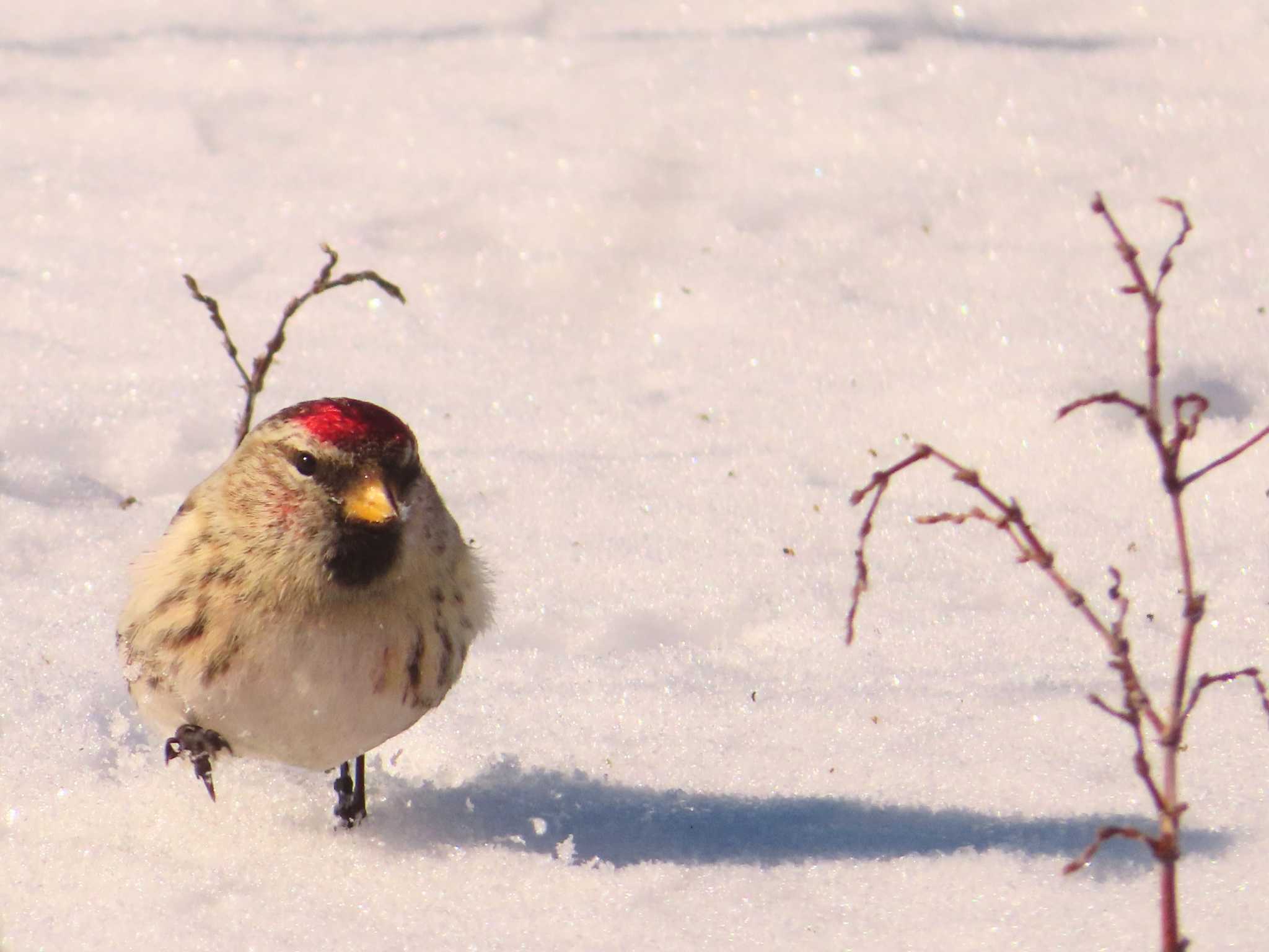 Common Redpoll