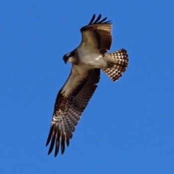 Osprey 涸沼 Mon, 1/1/2024