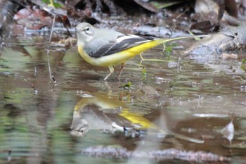 Grey Wagtail 大町自然観察園 Sun, 2/4/2024