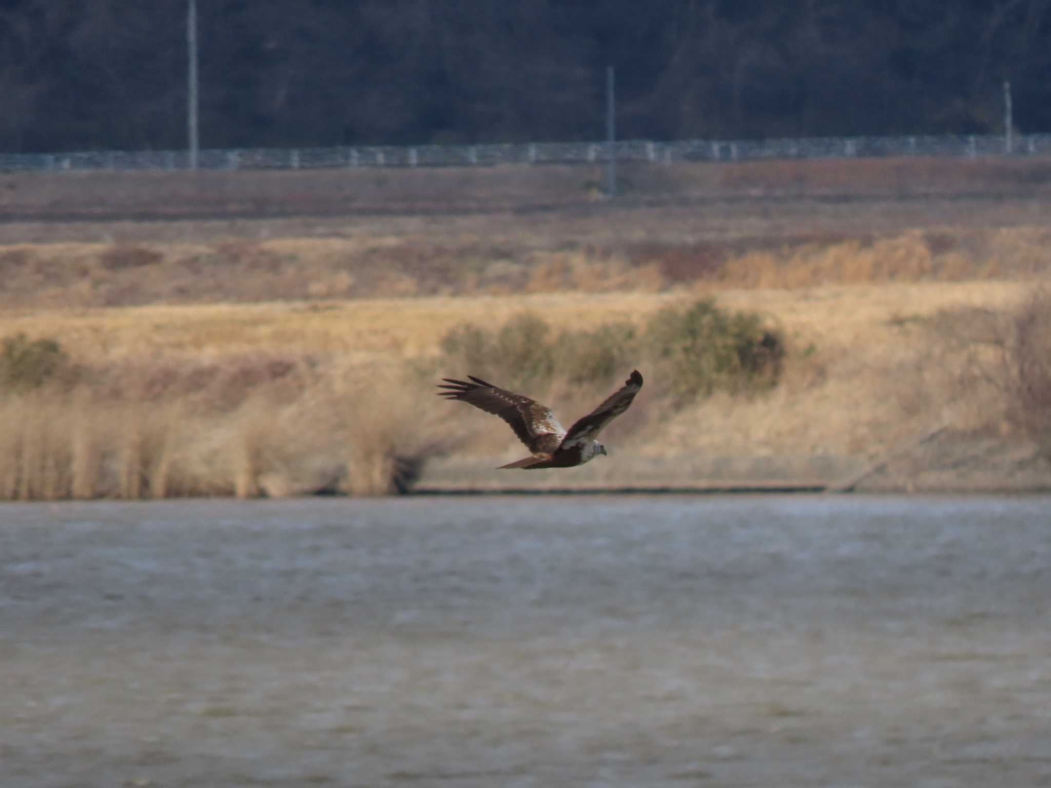 Eastern Marsh Harrier